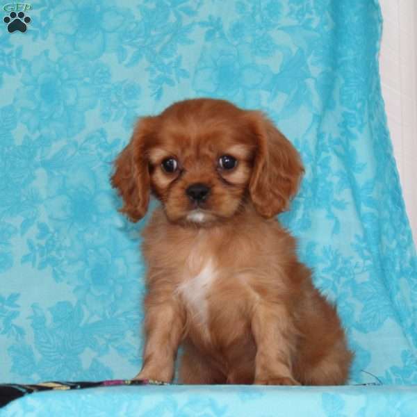 Gracie, Cavalier King Charles Spaniel Puppy